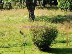 Prodej rodinného domu, Velká Bukovina, 150 m2