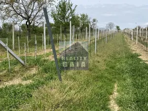 Prodej vinného sklepa, Vlkoš, 50 m2