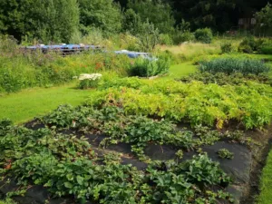 Prodej zahrady, Jihlava - Pístov, 750 m2