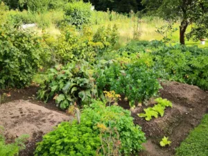 Prodej zahrady, Jihlava - Pístov, 750 m2