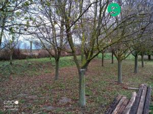 Prodej zahrady, Čejč, U Šlechtitelky, 608 m2