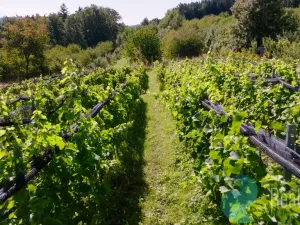 Prodej zemědělské usedlosti, Lhenice - Hrbov, 170 m2