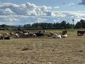 Prodej pozemku pro bydlení, Suchdol nad Lužnicí, 1001 m2