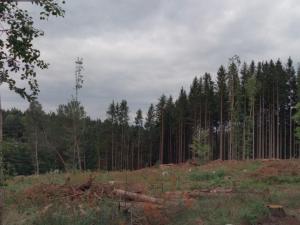 Prodej lesa, Vlčeves, 250236 m2