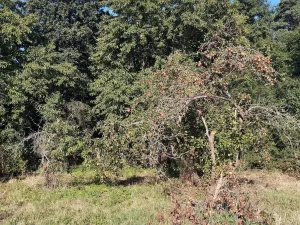 Prodej pozemku pro bydlení, Krupá, 722 m2