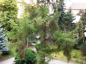 Pronájem bytu 1+1, České Budějovice, Puklicova, 40 m2
