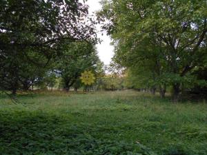 Pronájem bytu 4+1, Tisová, 140 m2