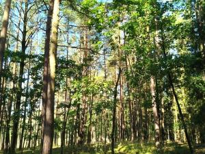 Prodej lesa, Cehnice - Dunovice, 12580 m2
