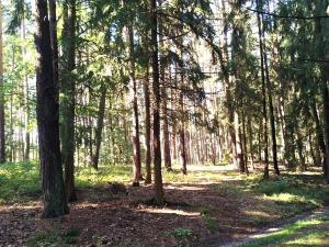Prodej lesa, Cehnice - Dunovice, 12580 m2