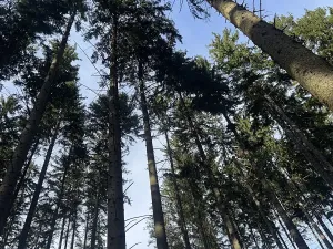Prodej lesa, Liptál, 42190 m2