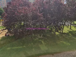 Prodej bytu 3+1, Česká Lípa, Šluknovská, 66 m2