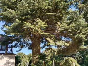 Prodej zahrady, Blovice, 544 m2