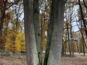 Prodej podílu pozemku, Dolní Lukavice, 43384 m2