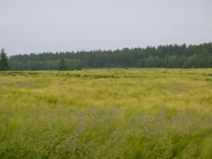 Dražba pole, Nové Strašecí, 11932 m2