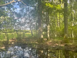 Prodej lesa, Chlum u Třeboně - Žíteč, 379696 m2