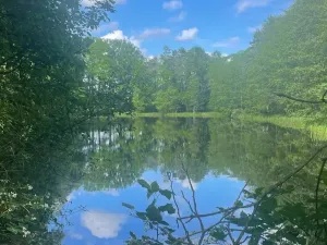 Prodej lesa, Chlum u Třeboně - Žíteč, 379696 m2
