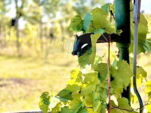 Prodej zahrady, Otmarov, 1462 m2