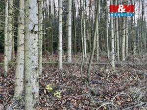 Prodej lesa, Borovnice, 38344 m2