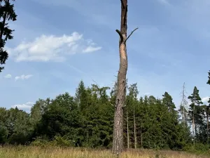 Prodej lesa, Trhový Štěpánov, 16349 m2