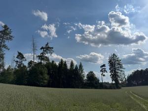 Prodej lesa, Trhový Štěpánov, 16349 m2