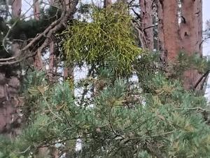 Prodej lesa, Nečín, 14980 m2