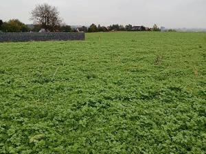 Prodej pozemku pro bydlení, Vřesina, Hradčanská, 1000 m2