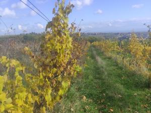 Prodej pozemku, Ořechov, 4846 m2