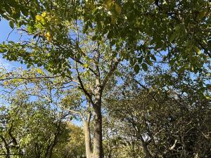 Prodej rodinného domu, Myslibořice, 65 m2