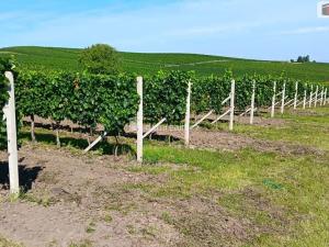 Prodej pole, Dolní Dunajovice, 20996 m2