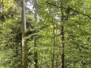 Dražba lesa, Vidče, 12993 m2