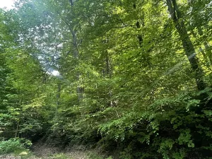 Dražba lesa, Vidče, 12993 m2