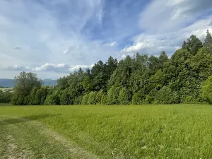 Dražba lesa, Vidče, 12993 m2