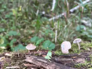 Prodej pozemku pro bydlení, Luštěnice, 9368 m2