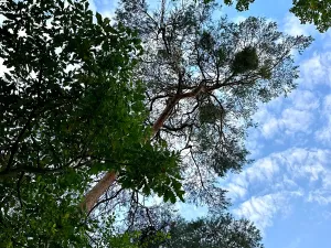 Prodej pozemku pro bydlení, Luštěnice, 9368 m2