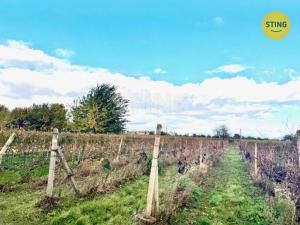 Prodej sadu/vinice, Prušánky, 700 m2