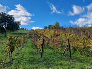 Prodej vinného sklepa, Mutěnice, 120 m2