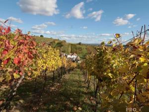 Prodej vinného sklepa, Mutěnice, 120 m2