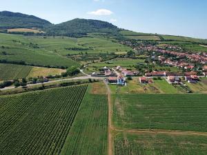 Prodej pole, Horní Věstonice, 1179 m2