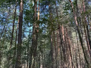 Prodej lesa, Mladošovice, 12064 m2