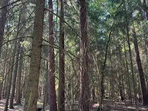 Prodej lesa, Mladošovice, 12064 m2
