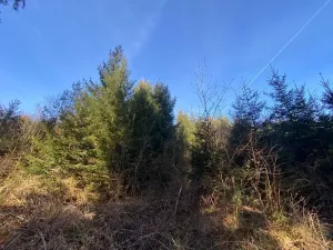 Dražba lesa, Ústí nad Labem, 11769 m2