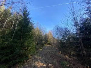 Dražba lesa, Ústí nad Labem, 11769 m2