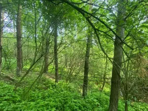 Dražba lesa, Slavičky, 6551 m2