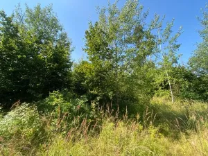 Dražba lesa, Kožichovice, 2269 m2