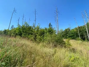 Dražba lesa, Kožichovice, 2269 m2