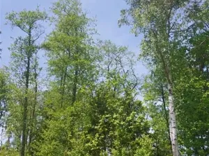 Prodej lesa, Zachotín, 792 m2