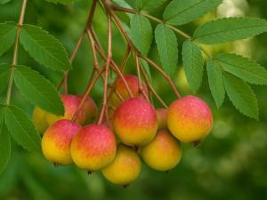 Prodej zahrady, Újezdec, 1891 m2