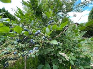 Prodej zahrady, Plzeň, Sluneční, 700 m2