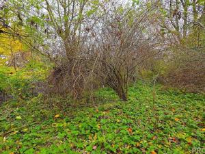 Prodej pozemku pro bydlení, Uhřice, 801 m2