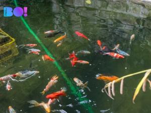 Prodej vily, České Budějovice, Preslova, 180 m2